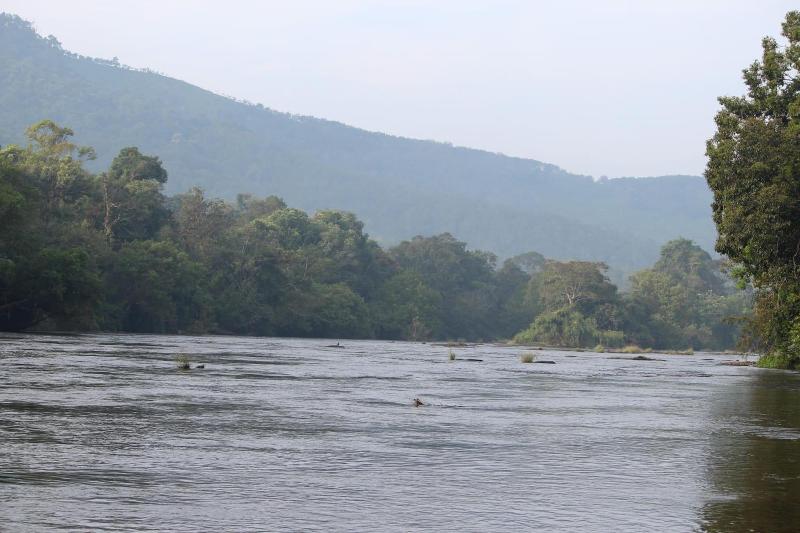 Kurort  Athirapally Green Trees