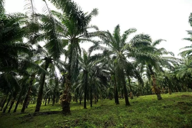 Lomakeskus Athirapally Green Trees