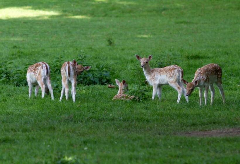 بنسيون Tromcourt