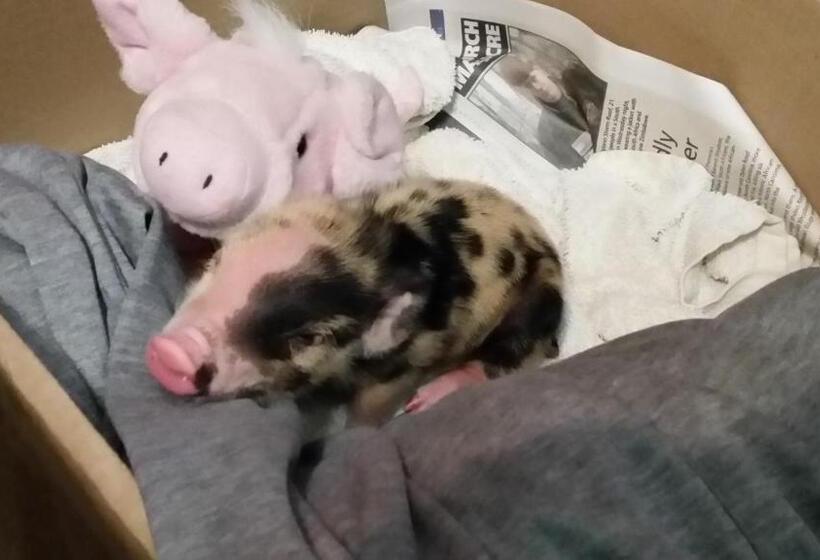 ベッドアンドブレックファースト Wild Berry Guest Farm