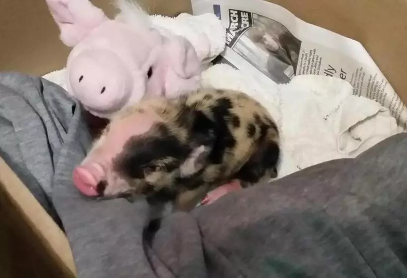 Aamiaismajoitus (B&B) Wild Berry Guest Farm