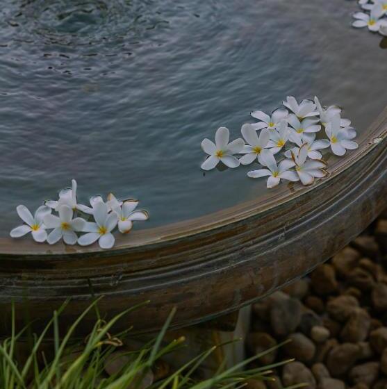 ホテル The Rawla Narlai   A Luxury Heritage Stay In Leopard Country