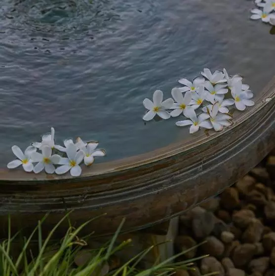 ホテル The Rawla Narlai   A Luxury Heritage Stay In Leopard Country