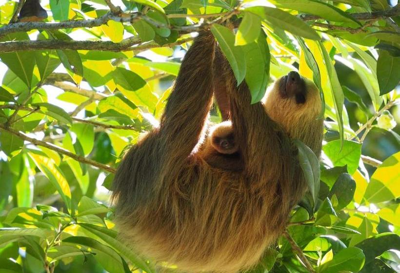 Bed and Breakfast The Hummingbird