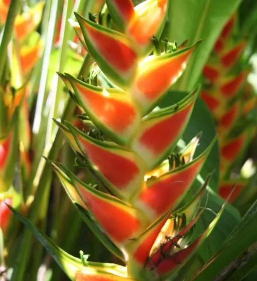 ベッドアンドブレックファースト The Hummingbird