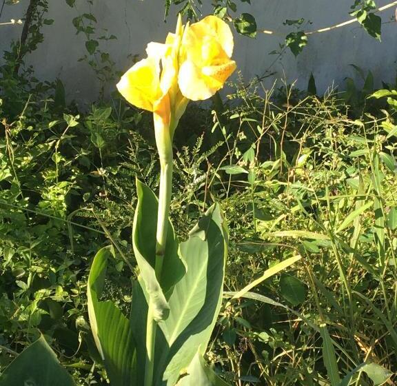 פנסיון Pousada Villa Bella