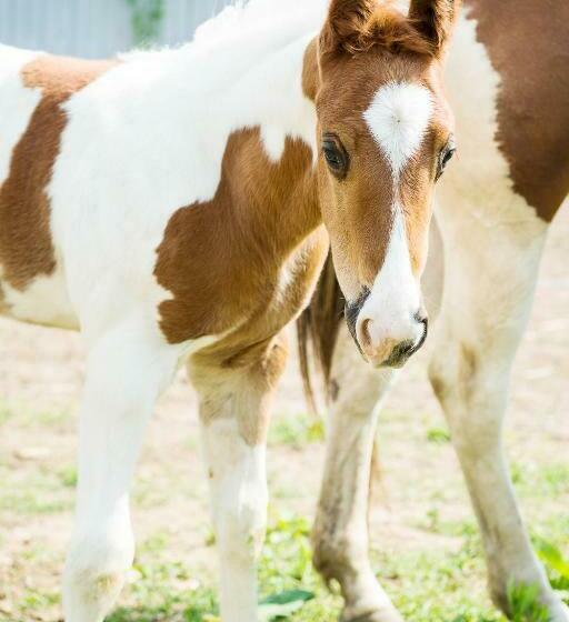 Panzió Hospůdka Na Haldě