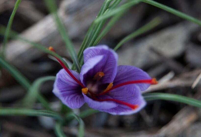 ベッドアンドブレックファースト Chambres D'hotes Au Vieux Logis