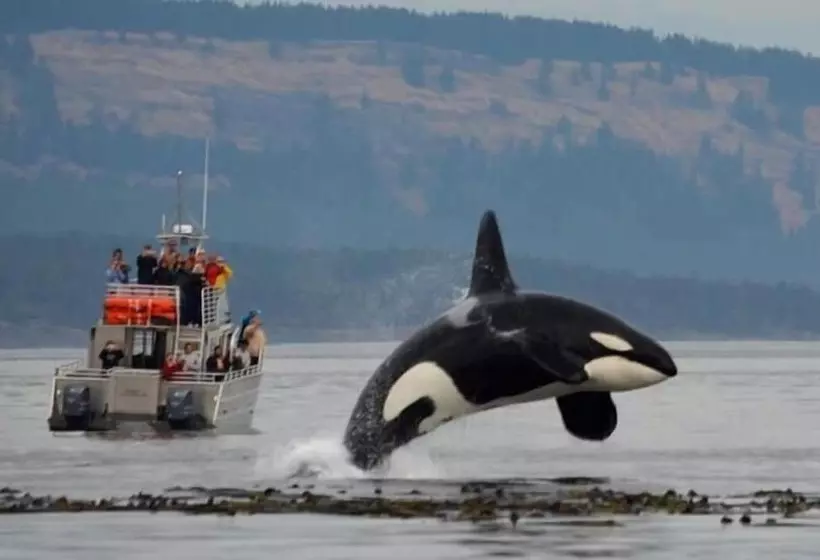 هتل The Edenwild Boutique Inn