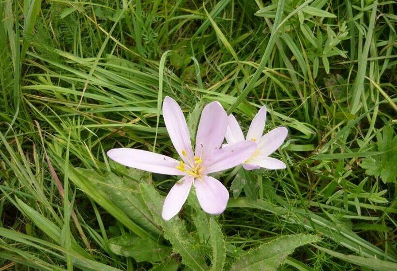 Пансион Börzsönykapuja Vendégház