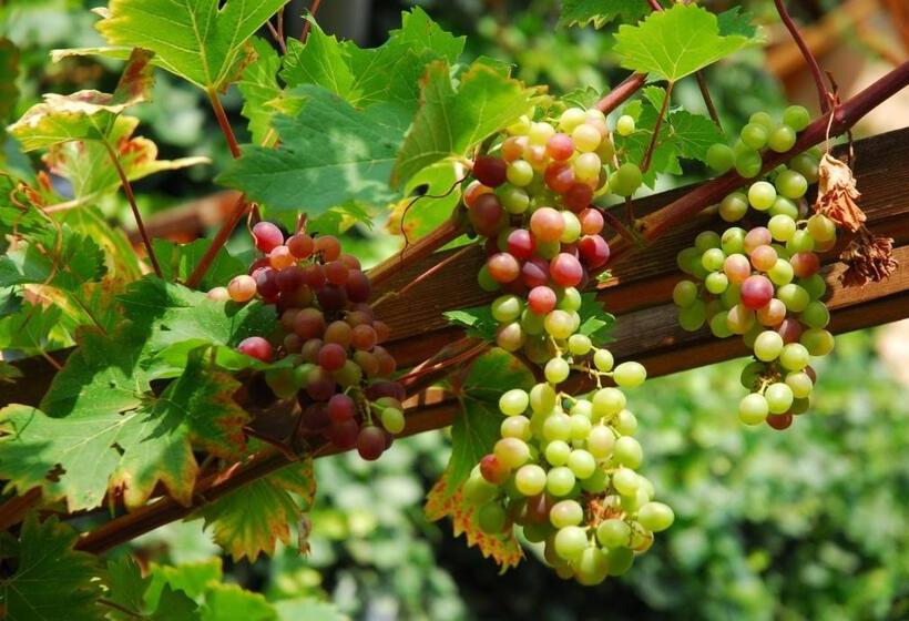 פנסיון Matievics Borászat és Vendégház