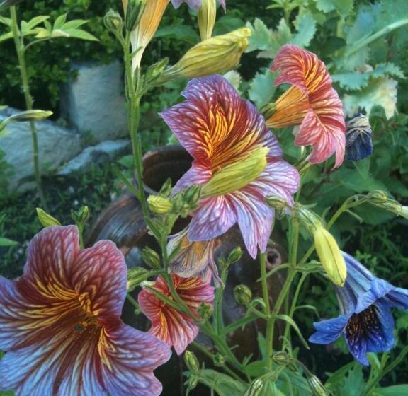 Bed and Breakfast Au Fond De La Cour