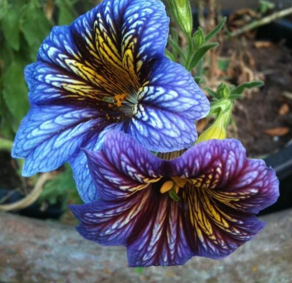 Bed and Breakfast Au Fond De La Cour