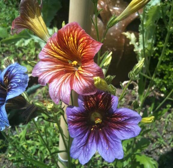 Bed and Breakfast Au Fond De La Cour