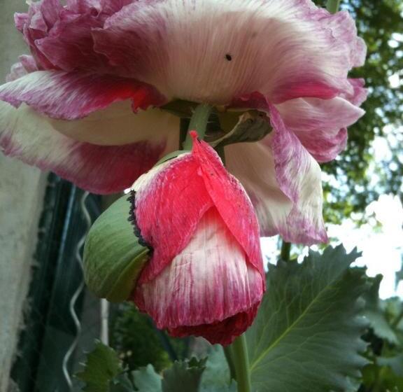 Bed and Breakfast Au Fond De La Cour