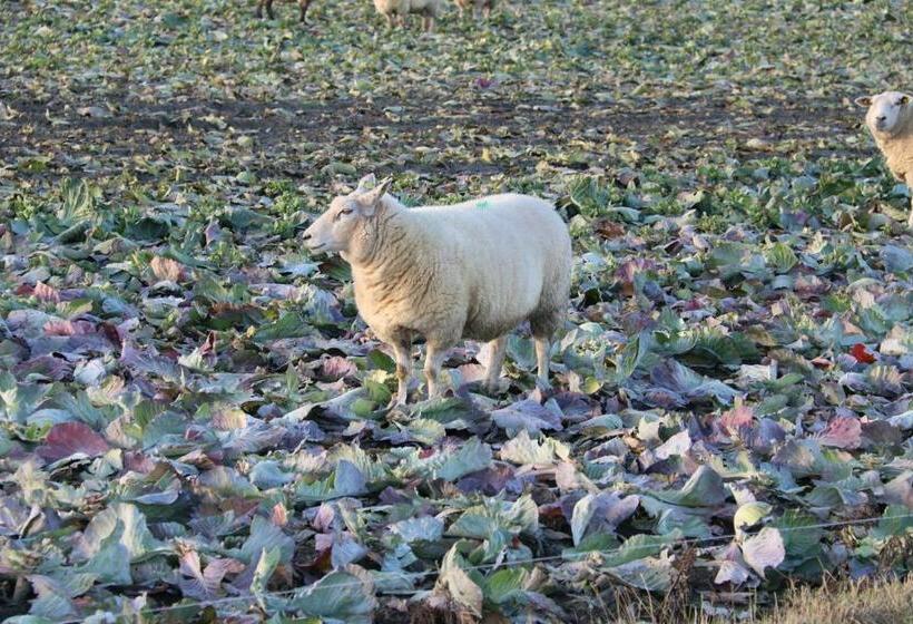 ベッドアンドブレックファースト Pension Nordwind