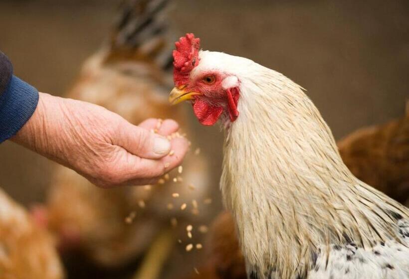 酒店 Agriturismo Monte Acuto   Natura, Mare & Relax In Piscina