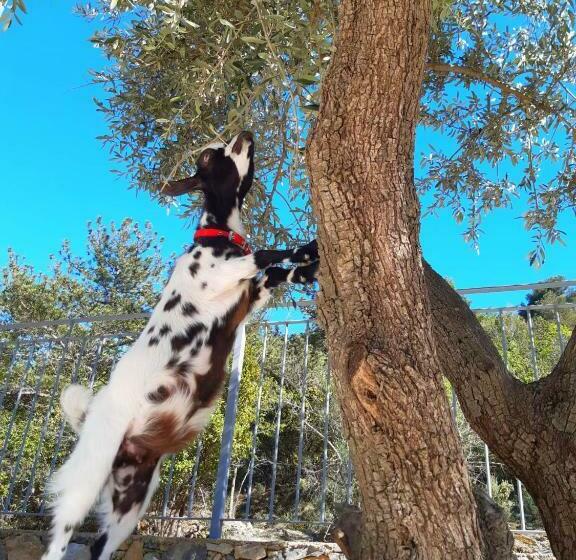 酒店 Agriturismo Monte Acuto   Natura, Mare & Relax In Piscina