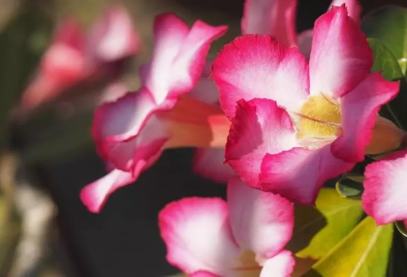 Majatalo Babinda Quarters