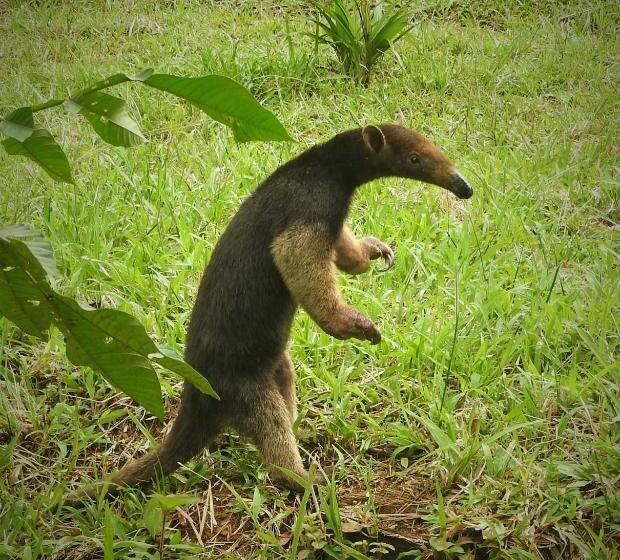 פנסיון Huaca Huaca Hostel