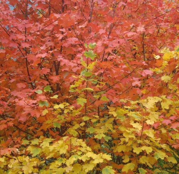 Bed & Breakfast Barba Bertu