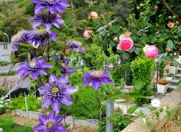 בית מלון כפרי Le Rose