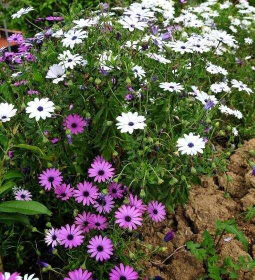 בית מלון כפרי Le Rose