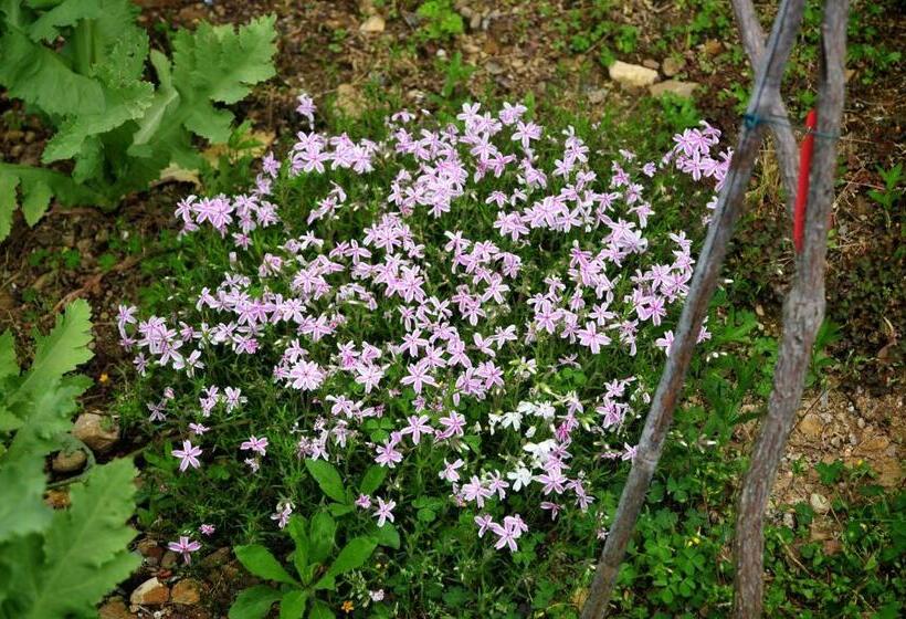 בית מלון כפרי Le Rose