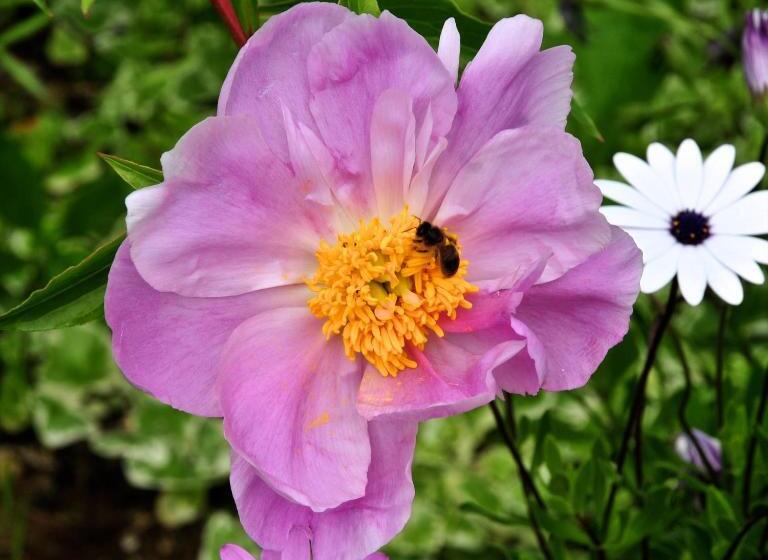 בית מלון כפרי Le Rose