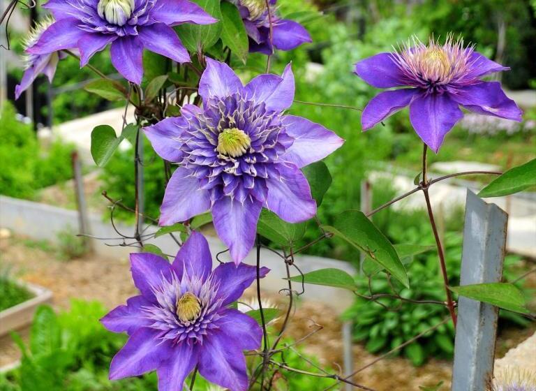 בית מלון כפרי Le Rose