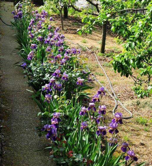 בית מלון כפרי Le Rose