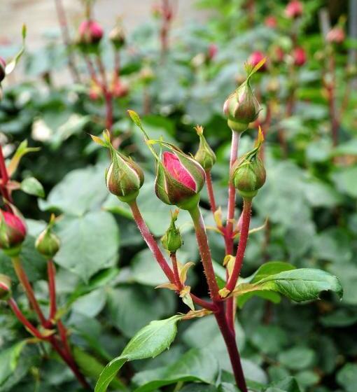 בית מלון כפרי Le Rose
