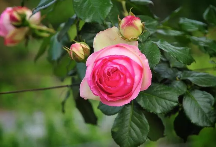 ホテル Le Rose