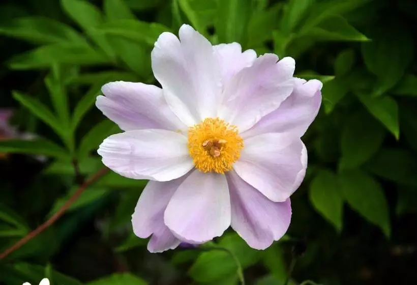 ホテル Le Rose