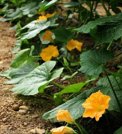 בית מלון כפרי Le Rose