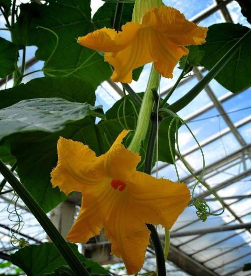 בית מלון כפרי Le Rose