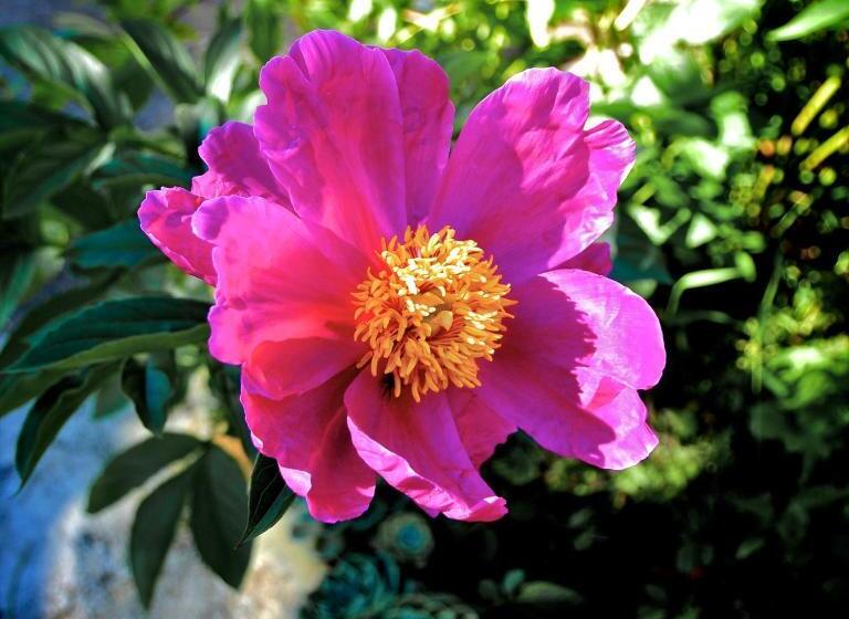 בית מלון כפרי Le Rose