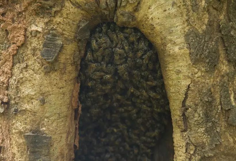 ホテル Explorer By Eco Team  Dambana