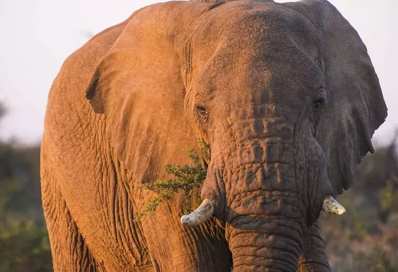 Hotelli Aha Thakadu River Camp