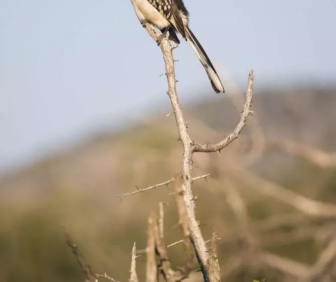 Hotelli Aha Thakadu River Camp