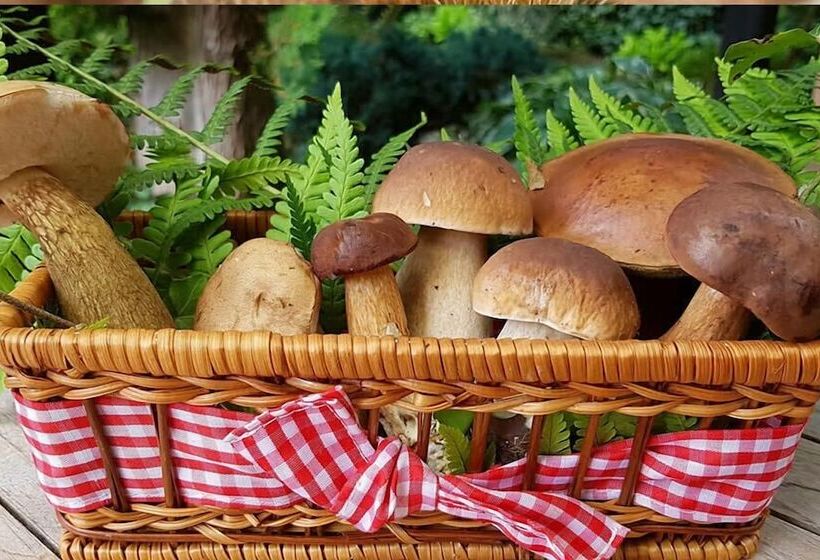 乡村酒店 Agriturismo L'arbo