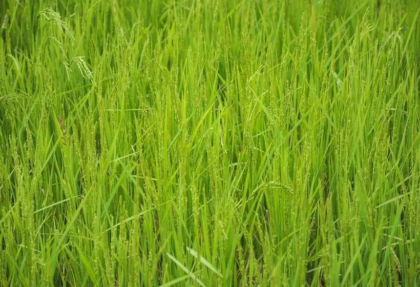 Hotelli The Woods Resorts Wayanad