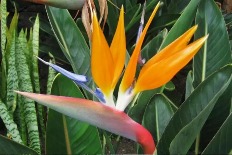 ホテル Vila Ventura