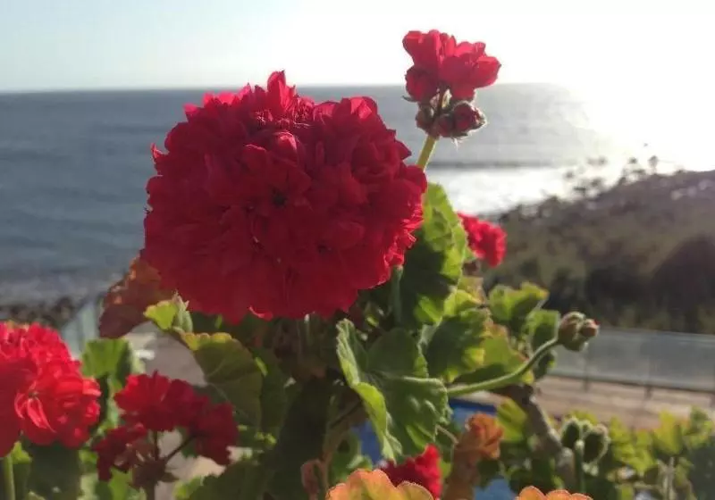 ホテル Apartamentos Chijeré Faro Del Inglés