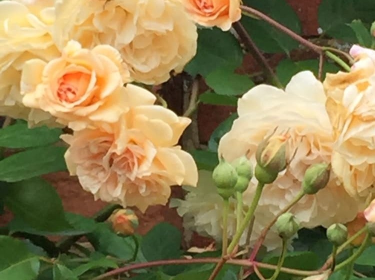 ベッドアンドブレックファースト The Room In The Garden