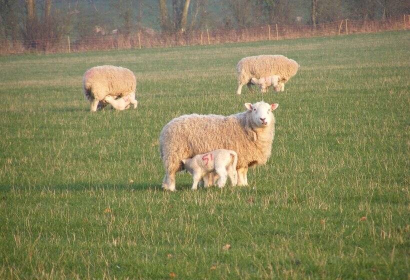 فندق ريفى Marshwood Farm B&b And Shepherds Hut