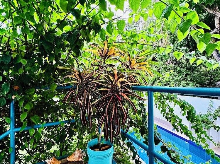 هاستل Palmare House