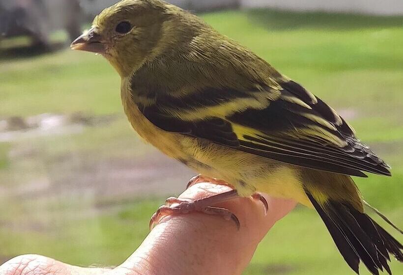 هاستل Vila Velasco