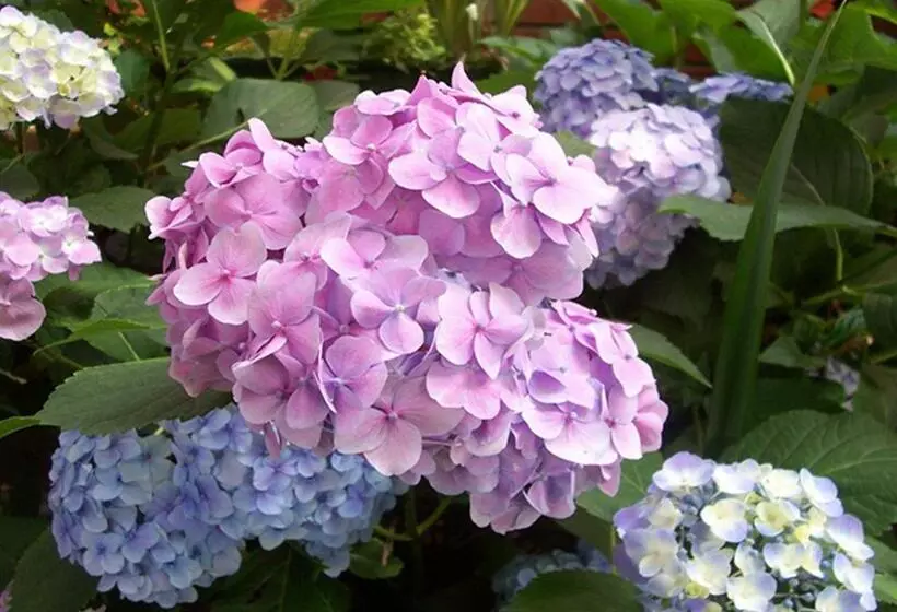 Majatalo Rohonci Vendégház