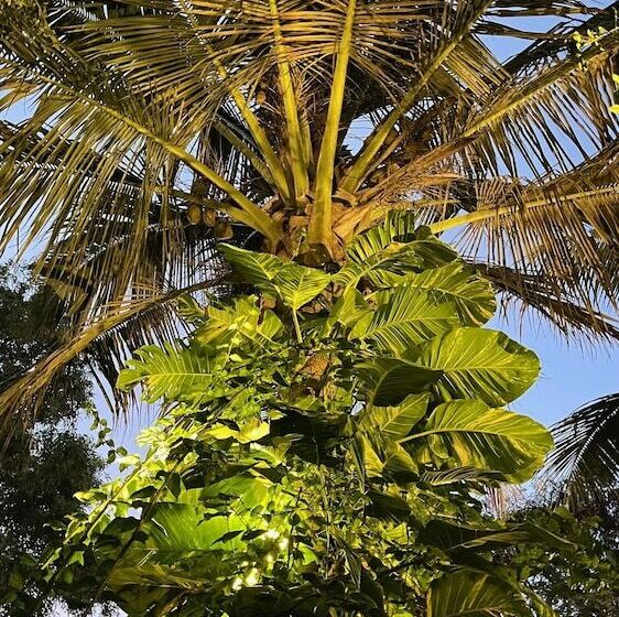 בית מלון כפרי Atii Bungalow